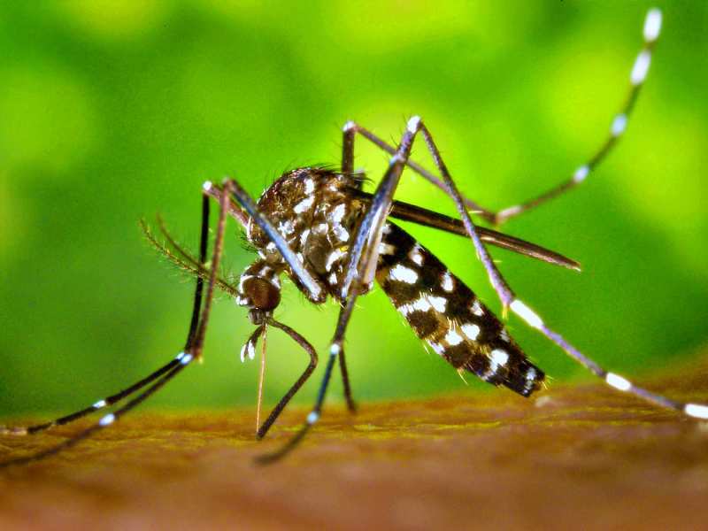 O que fazer quando surgirem os primeiros sintomas da dengue?